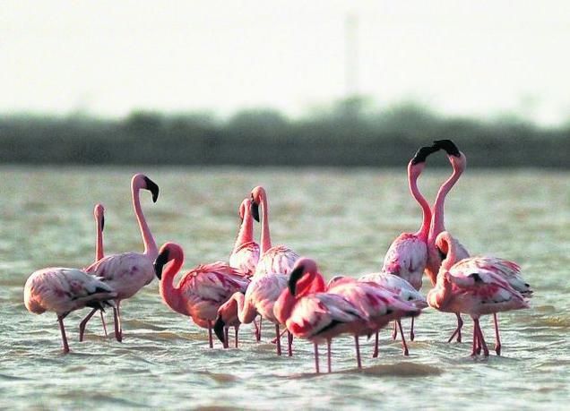 Flamingos