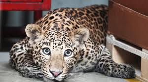 3 year old Male Leopard killed by a vehicle in Ajmer