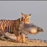 Tigress Riddhi’s Rare Turtle Hunt: A Thrilling Encounter at Ranthambore