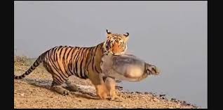 Tigress Riddhi hunting a turtle near the lake.